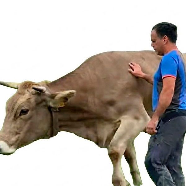 Alberto Martínez acariciando a una vaca