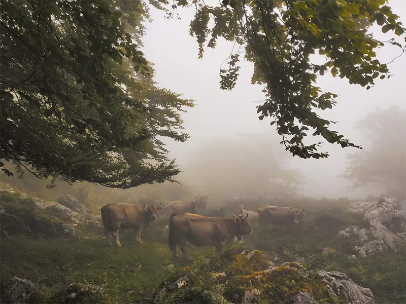 Ganado bajo la niebla en el puerto