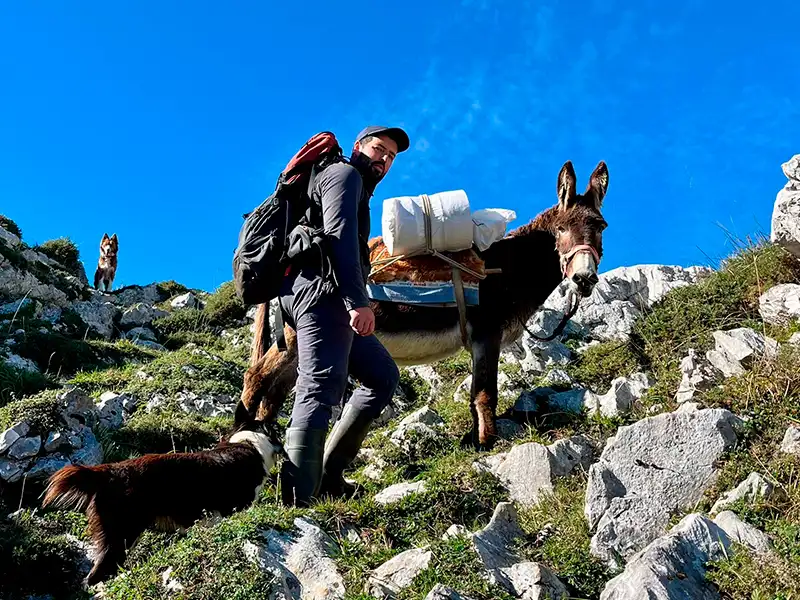 Rubén Remis porteando quesos con uno de sus animales.