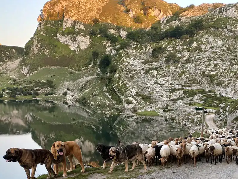 La reciella en los Lagos de Covadonga
