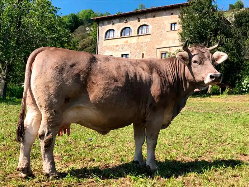 Una hermosa vaca delante de la quesería La Torre