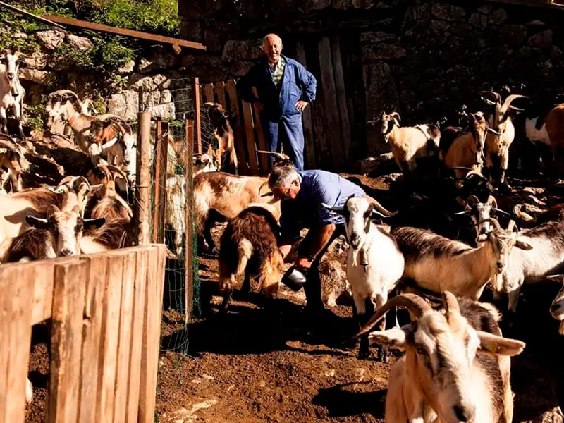 ordenando-cabras