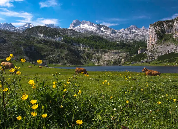 Vacas de leche para elaborar gamonéu del puerto en los Lagos de Covadonga